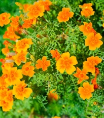 Aksamitník drobnokvětý oranžový - Tagetes tenuifolia - osivo aksamitníku - 0,2 g