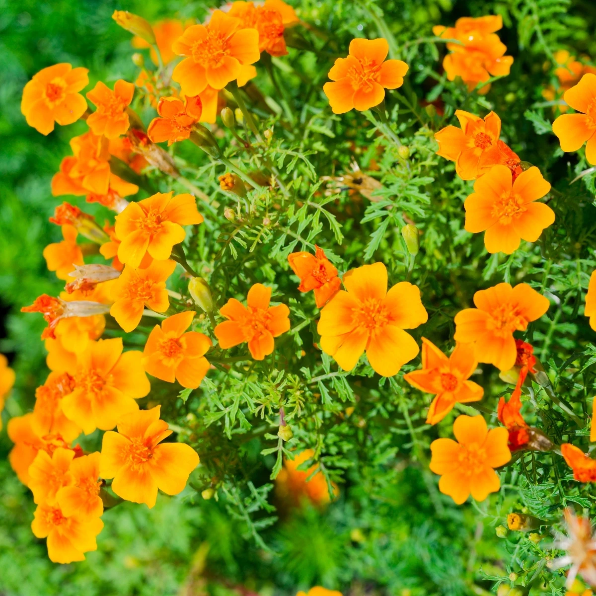 Aksamitník drobnokvětý oranžový - Tagetes tenuifolia - osivo aksamitníku - 0,2 g