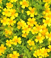 Aksamitník drobnokvětý žlutý - Tagetes tenuifolia - osivo aksamitníku - 0,2 g