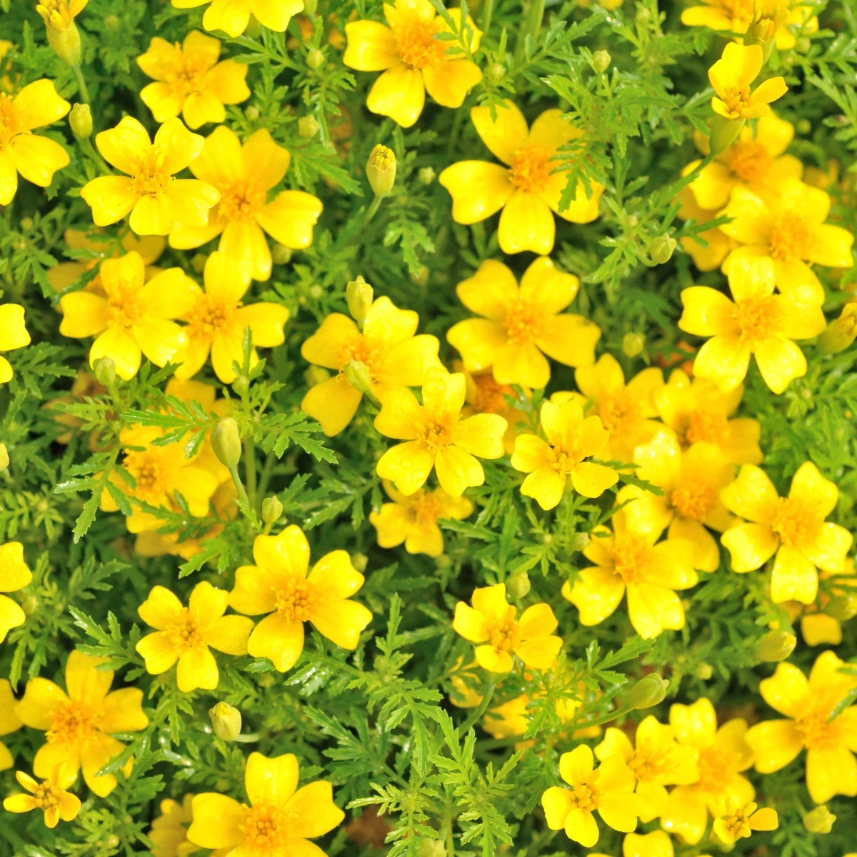 Aksamitník drobnokvětý žlutý - Tagetes tenuifolia - osivo aksamitníku - 0,2 g