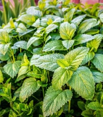 Meduňka Citra - Melissa officinalis - osivo meduňky - 100 ks