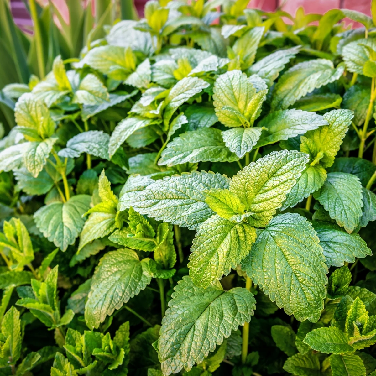 Meduňka Citra - Melissa officinalis - osivo meduňky - 100 ks