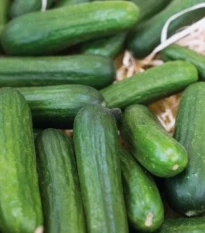 Okurka salátová Little Snack F1 - Cucumis sativus - osivo okurky - 8 ks