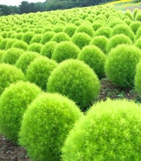 Cypřišek letní Kochie - Kochia scoparia - osivo cypřišku - 200 ks