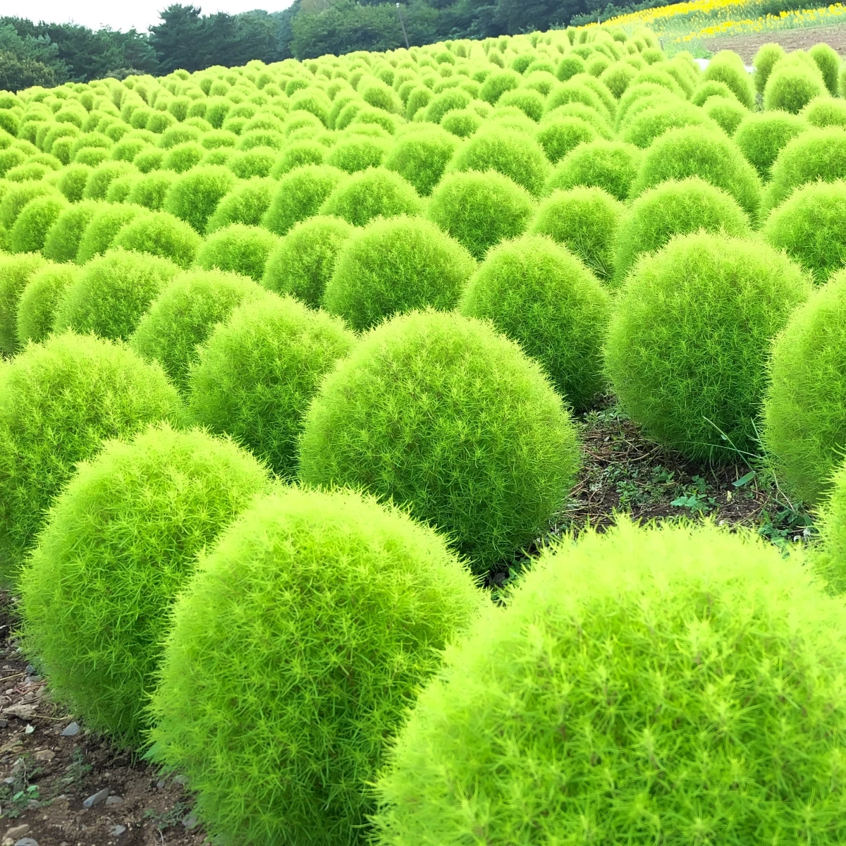 Cypřišek letní Kochie - Kochia scoparia - osivo cypřišku - 200 ks
