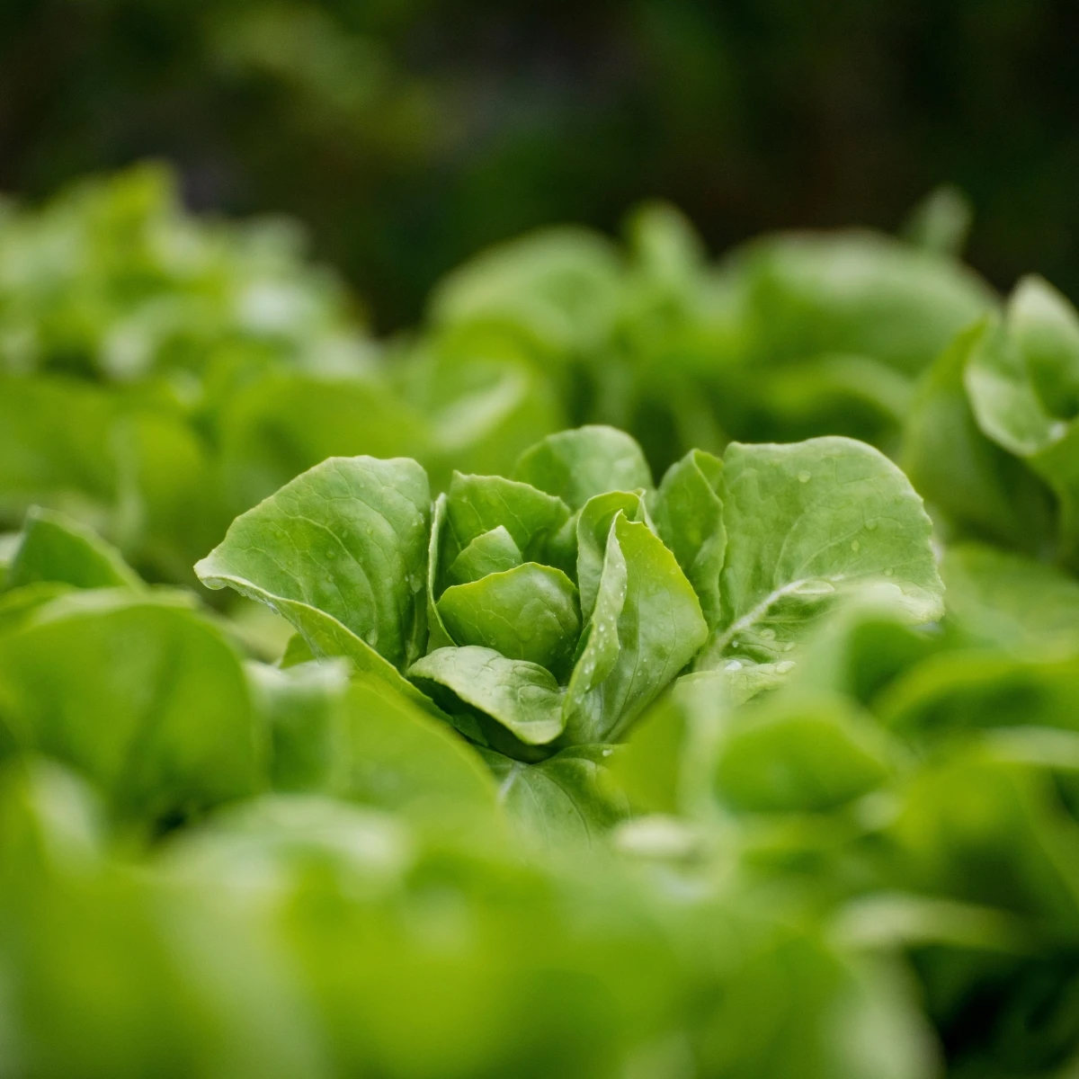 Salát hlávkový přezimující Humil - Lactuca sativa - osivo salátu - 100 ks