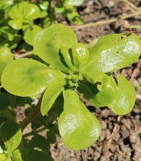 Šrucha zelná - Portulaca oleracea sativa - osivo šruchy - 200 ks