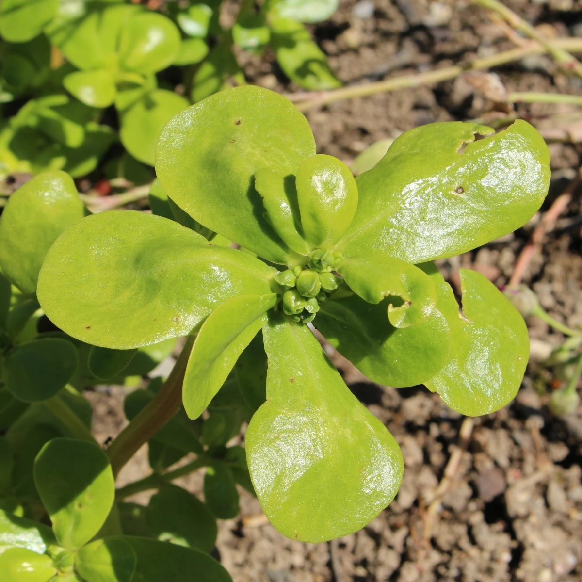 Šrucha zelná - Portulaca oleracea sativa - osivo šruchy - 200 ks