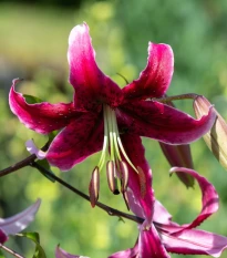 Lilie Miss Feya - Lilium - cibule lilií - 1 ks