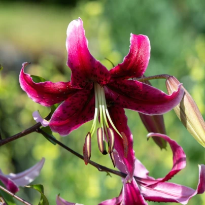 Lilie Miss Feya - Lilium - cibule lilií - 1 ks