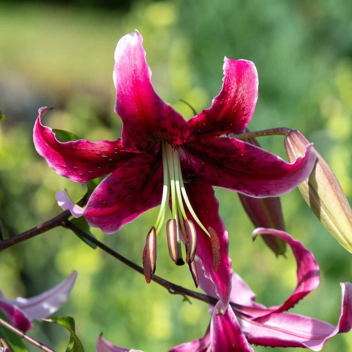 Lilie Miss Feya - Lilium - cibule lilií - 1 ks