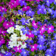 Lobelka převislá Color Cascade - Lobelia erinus pendula - osivo lobelky - 500 ks