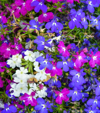 Lobelka převislá Color Cascade - Lobelia erinus pendula - osivo lobelky - 500 ks