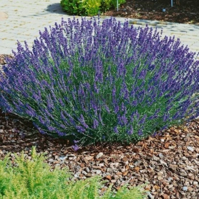 Levandule lékařská Provence - Lavandula angustifolia - osivo levandule - 15 ks