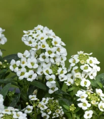 Tařicovka přímořská Yucon White - Lobularia maritima - osivo tařicovky - 50 ks