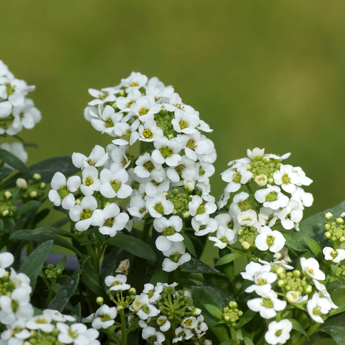 Tařicovka přímořská Yucon White - Lobularia maritima - osivo tařicovky - 50 ks