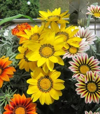 Gazánie Kiss Flame Mix F1 - Gazania rigens - osivo gazánie - 18 ks