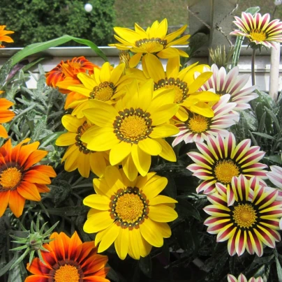 Gazánie Kiss Flame Mix F1 - Gazania rigens - osivo gazánie - 18 ks