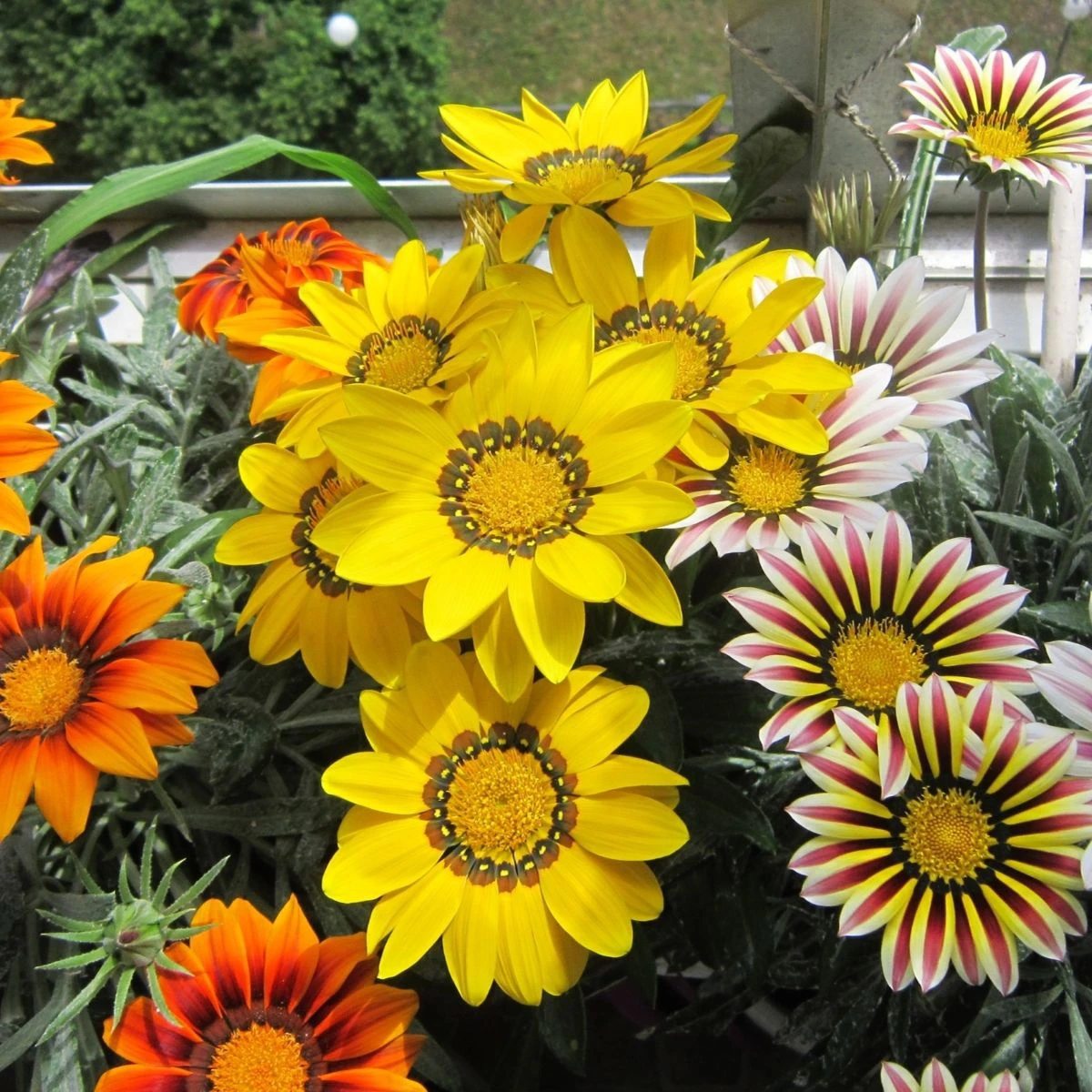 Gazánie Kiss Flame Mix F1 - Gazania rigens - osivo gazánie - 18 ks