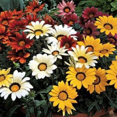 Gazánie Kiss Flame Mix F1 - Gazania rigens - osivo gazánie - 18 ks