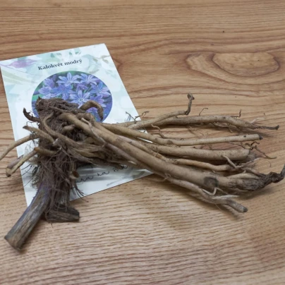 Kalokvět modrý - Agapanthus praecox - prostokořenné sazenice kalokvětu - 1 ks