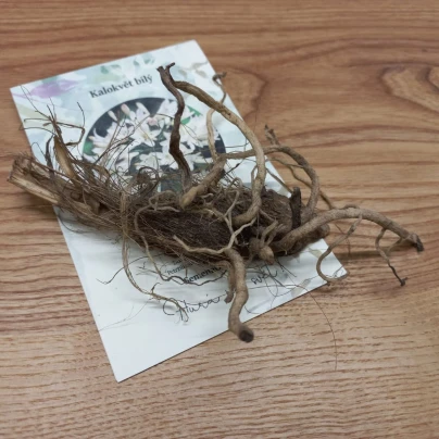 Kalokvět bílý - Agapanthus praecox - prostokořenné sazenice kalokvětu - 1 ks