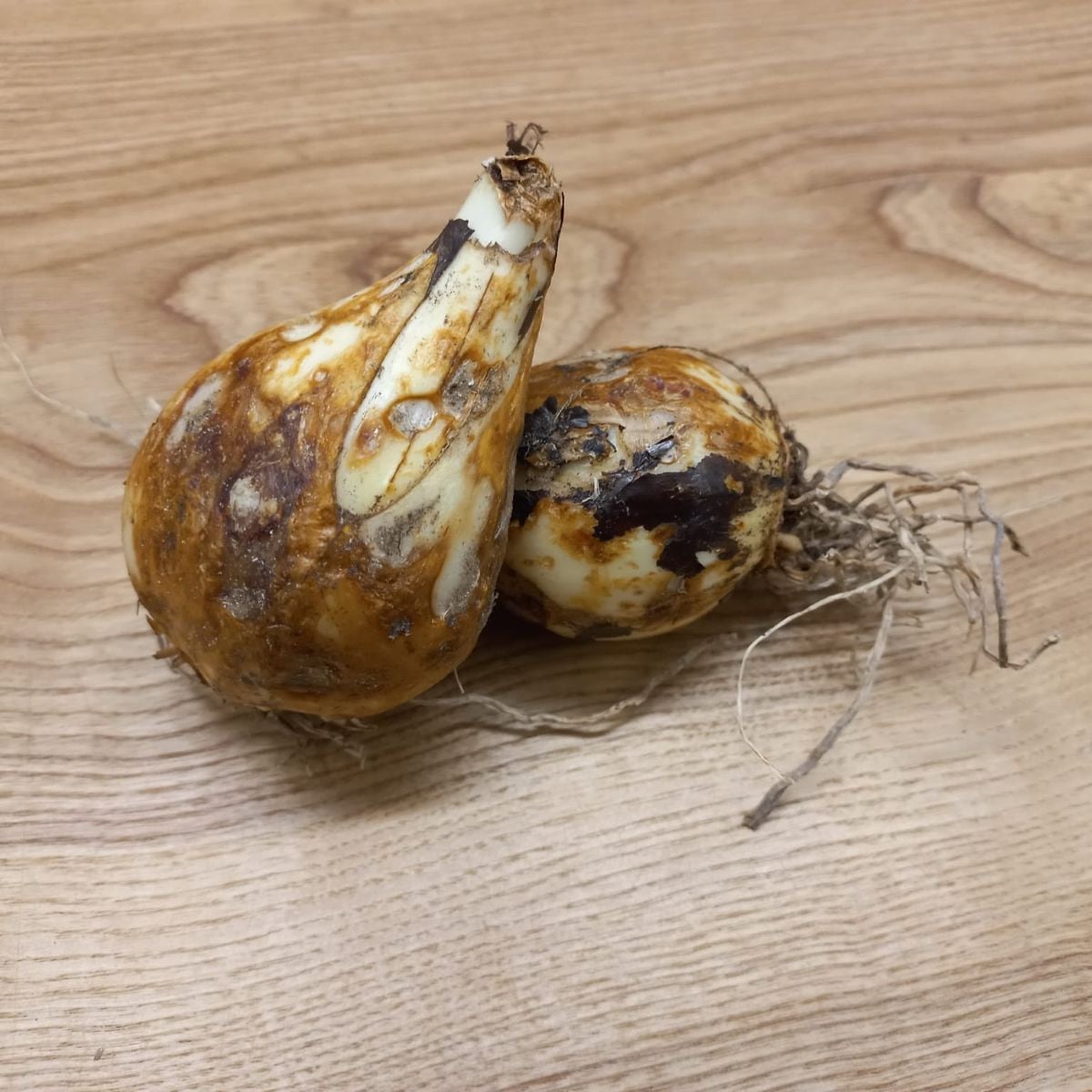 Ladoník modrý - Camassia - cibule ladoníků - 2 ks