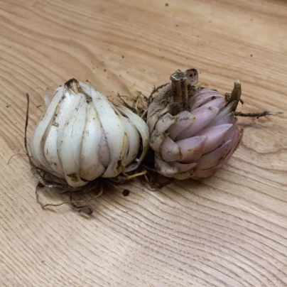 Lilie bělostná - Lilie kostelní - Lilium candidum - cibule lilií - 1 ks