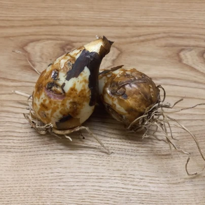 Ladoník bleděmodrý - Camassia cusickii - cibule ladoníků - 2 ks