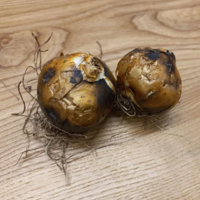 Ladoník bílý - Camassia alba - cibule ladoníků - 2 ks