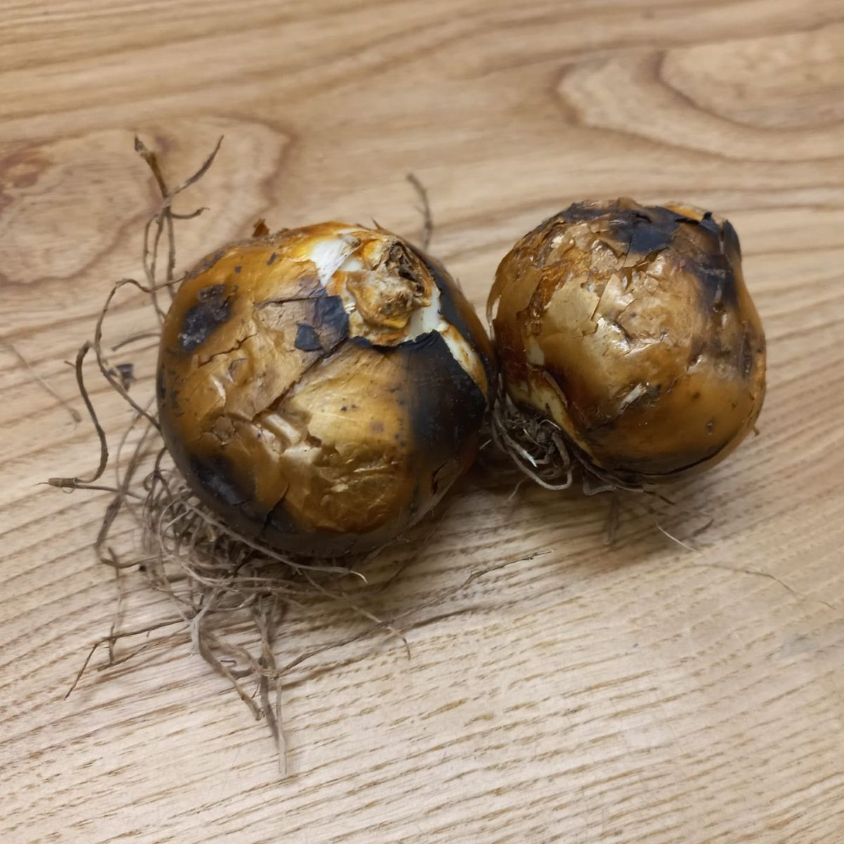 Ladoník bílý - Camassia alba - cibule ladoníků - 2 ks