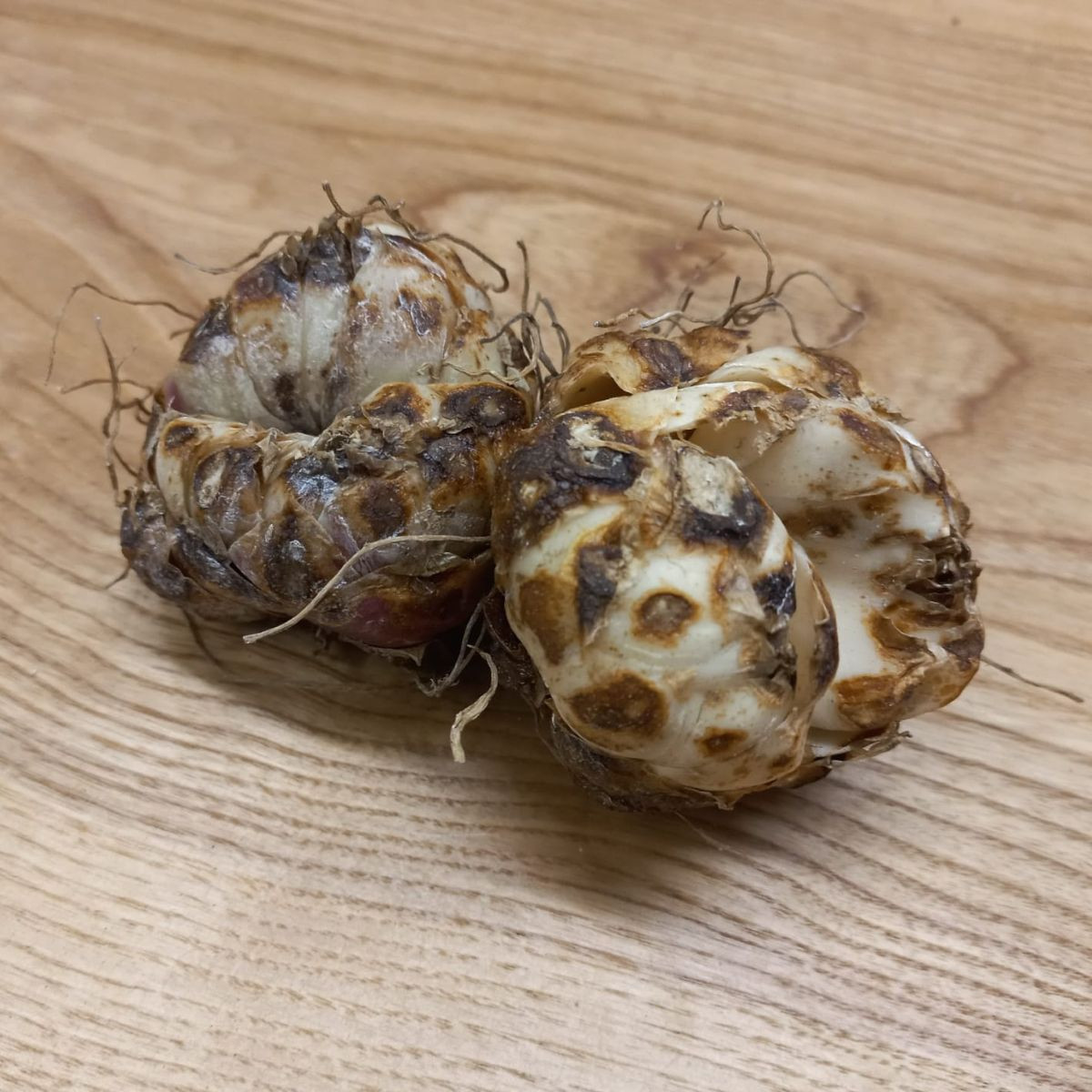 Lilie Blacklist - Lilium - cibule lilií - 1 ks