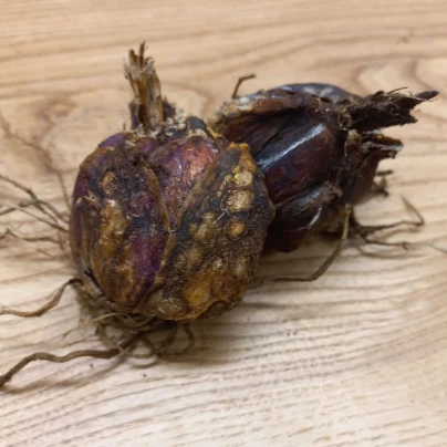 Lilie královská - Lilium regale - cibule lilií - 1 ks