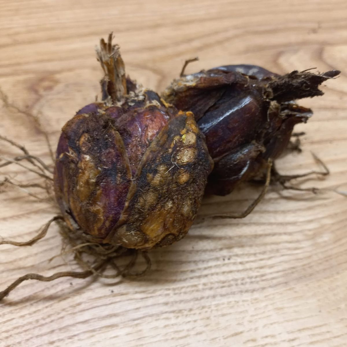 Lilie královská - Lilium regale - cibule lilií - 1 ks