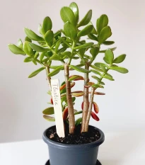 Zápich na označení sazenic - dřevěný - pěstební pomůcky - 1 ks