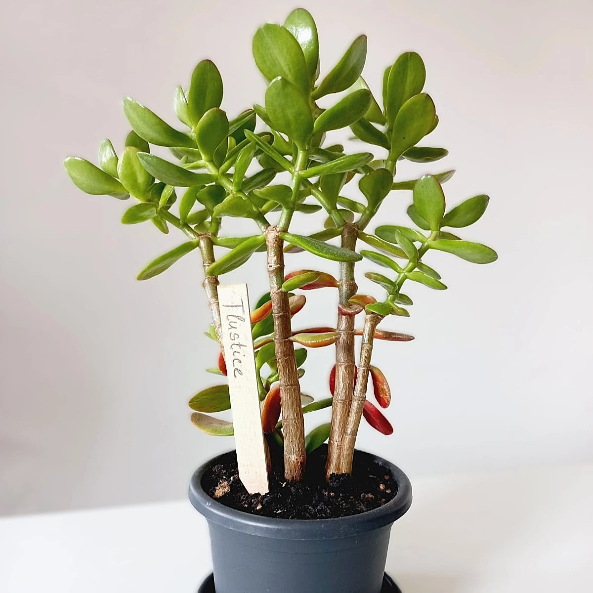 Zápich na označení sazenic - dřevěný - pěstební pomůcky - 1 ks