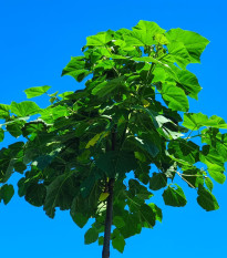Paulovnie Shan Tong - Paulownia Shantong hybrid - osivo paulovnie - 15 ks