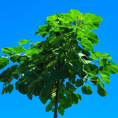 Paulovnie Shan Tong - Paulownia Shantong hybrid - osivo paulovnie - 15 ks