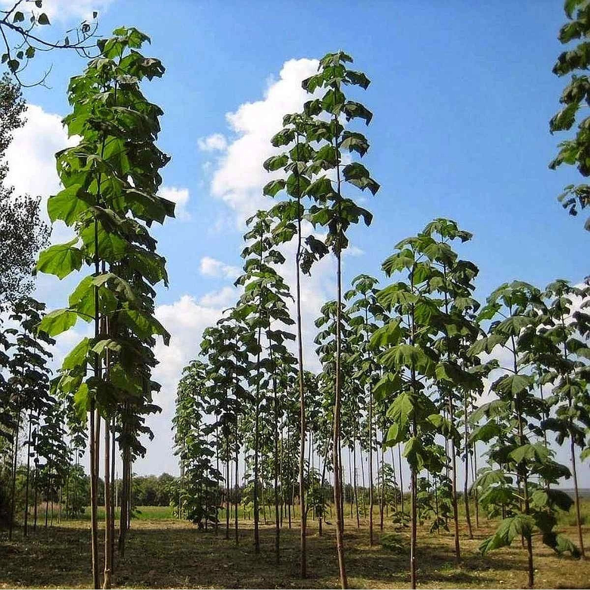 Paulovnie Shan Tong - Paulownia Shantong hybrid - osivo paulovnie - 15 ks