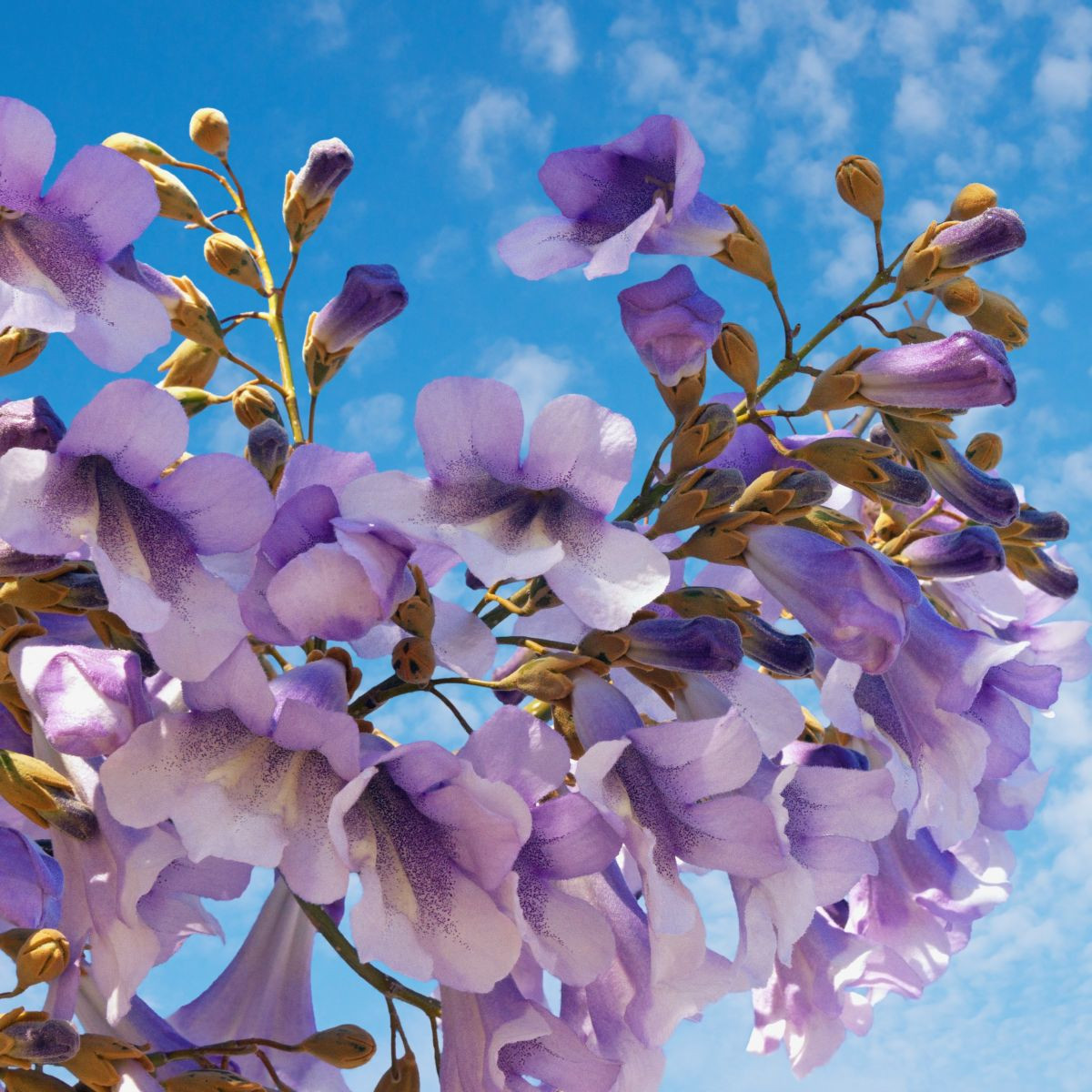 Paulovnie Shan Tong - Paulownia Shantong hybrid - osivo paulovnie - 15 ks