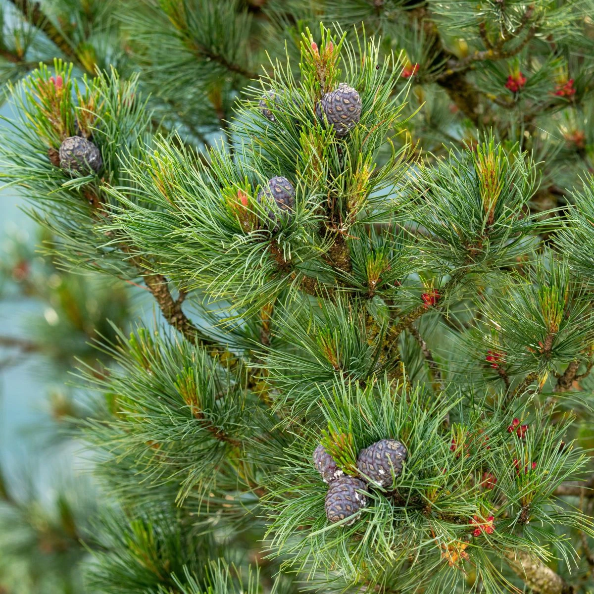 Borovice Limba - Pinus cembra - osivo borovice - 7 ks