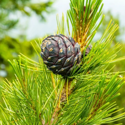 Borovice Limba - Pinus cembra - osivo borovice - 7 ks