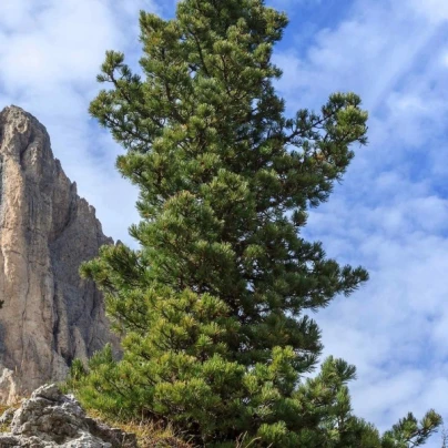 Borovice Limba - Pinus cembra - osivo borovice - 7 ks