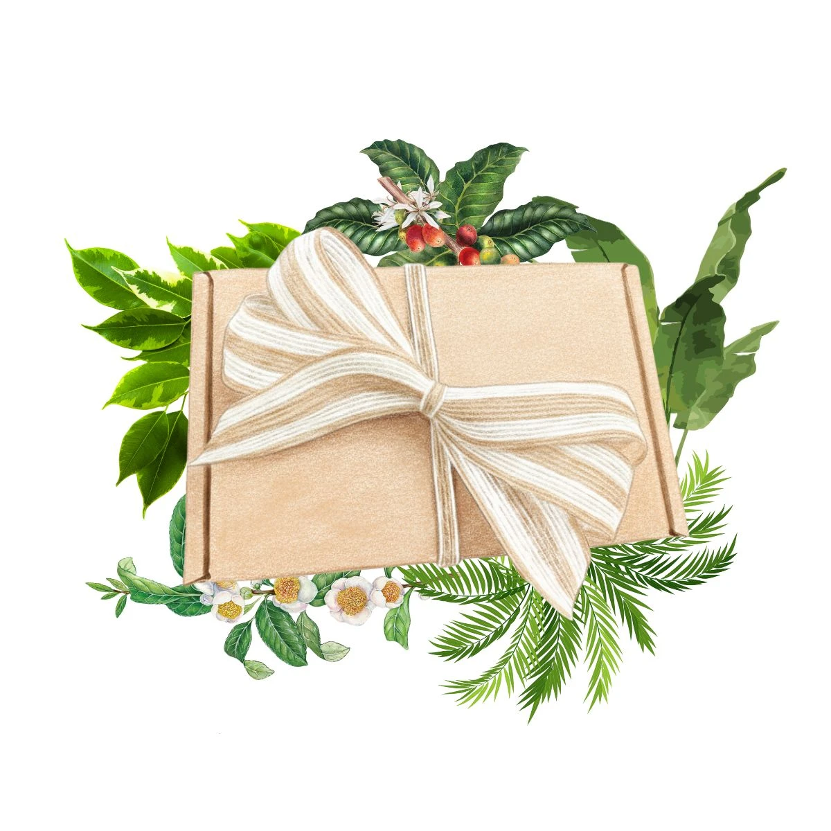 Dárkové balení semen pokojových rostlin