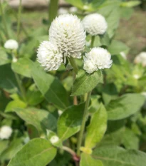 Pestrovka Ping Pong White - Gomphrena globosa - osivo pestrovky - 20 ks