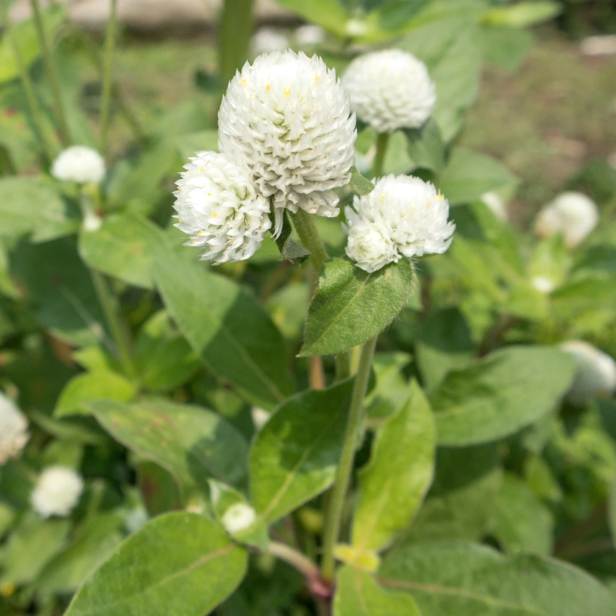 Pestrovka Ping Pong White - Gomphrena globosa - osivo pestrovky - 20 ks