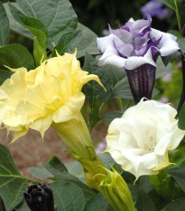 Durman metelový Ballerina Formula Mixture - Datura metel - osivo durmanu - 5 ks