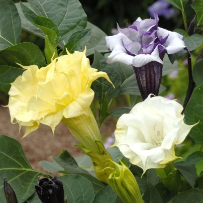 Durman metelový Ballerina Formula Mixture - Datura metel - osivo durmanu - 5 ks