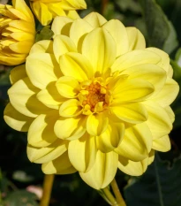 Jiřinka proměnlivá Figaro Yellow Shades - Dahlia variabilis - osivo jiřinky - 20 ks