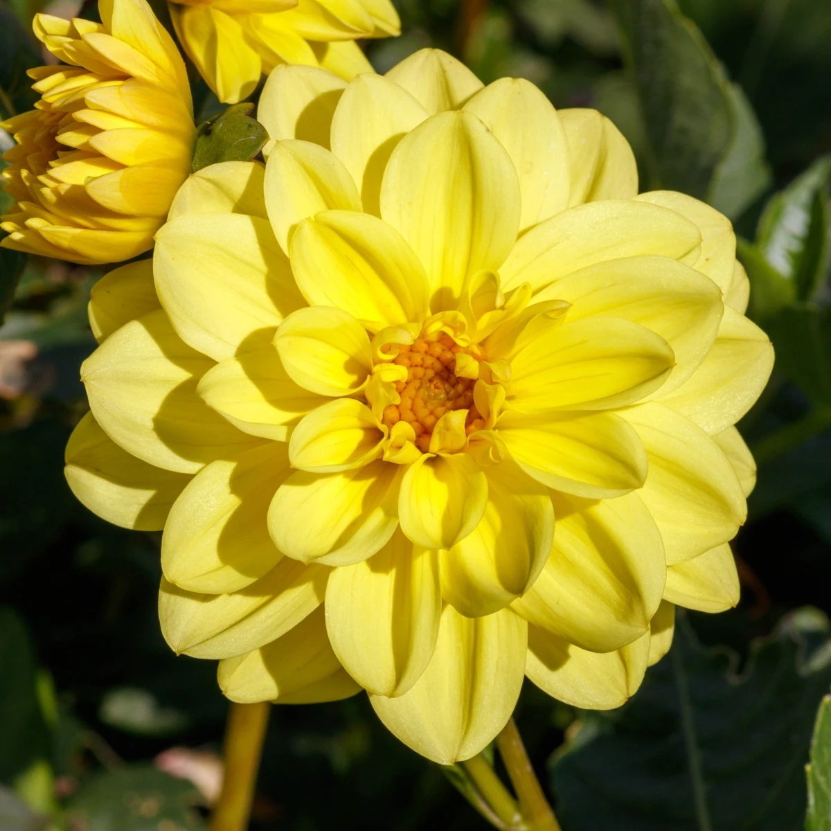 Jiřinka proměnlivá Figaro Yellow Shades - Dahlia variabilis - osivo jiřinky - 20 ks
